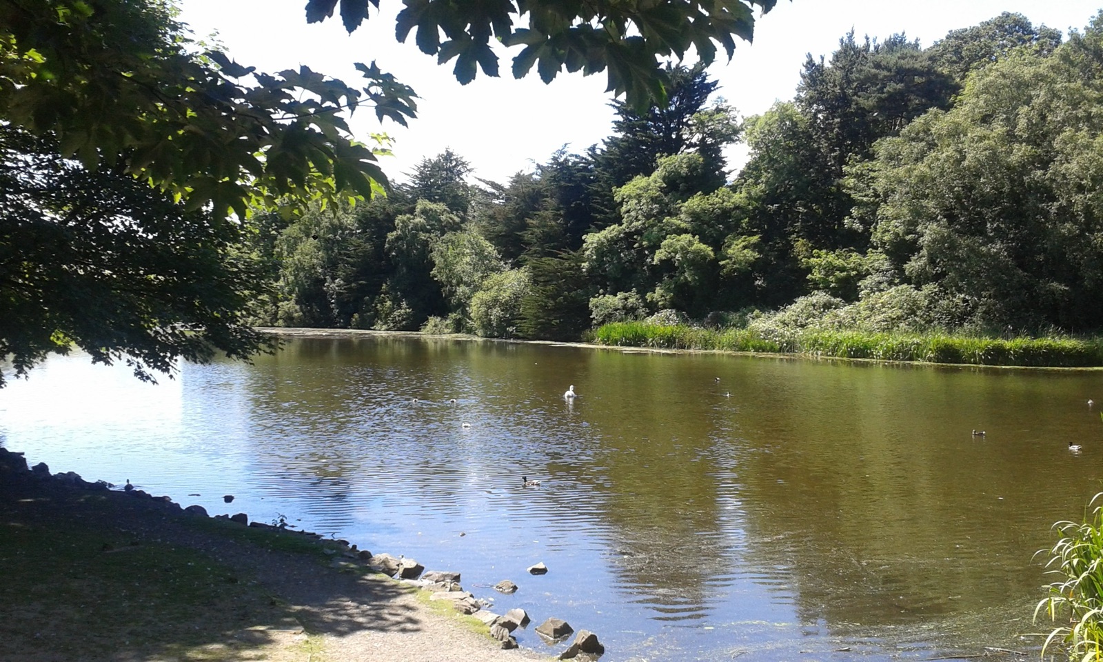 The main pond at Kiltonga Nature Reserve in summer with reeds, green water and wooded banks