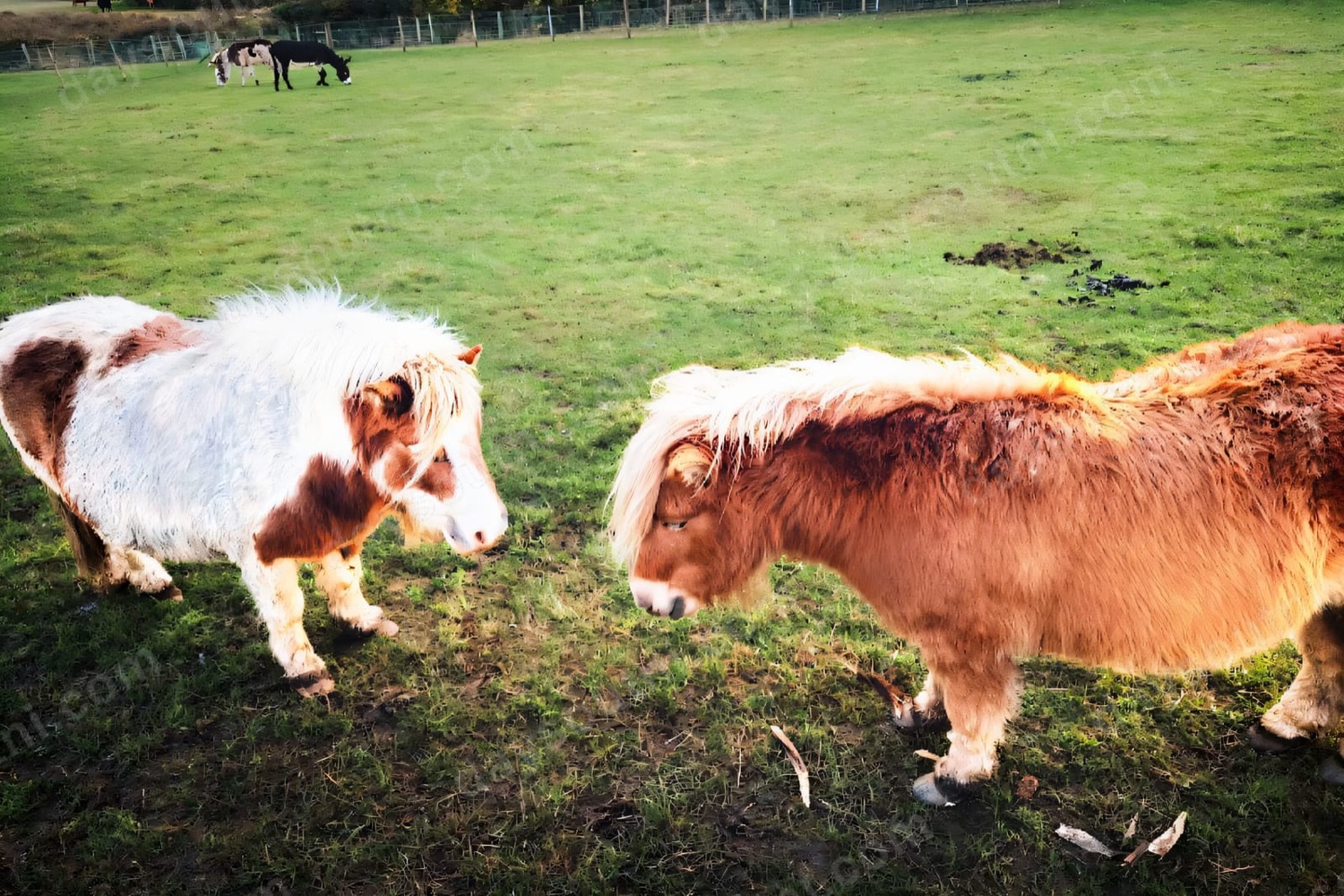 Two Shetland ponies, one brown-and-white and one chestnut, standing in a grassy field at Laganvale Farm near Lisburn
