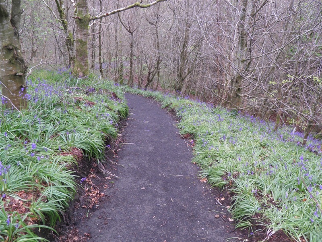 A surfaced woodland path through Learmount Forest with bluebells on the banks in spring