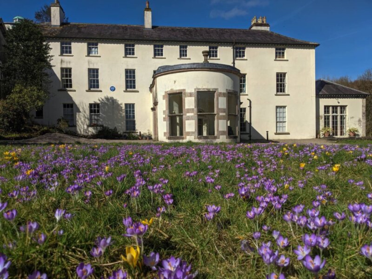 The front of Lissan House with its curved stone bow window, behind a lawn dotted with purple and yellow crocuses under a blue sky