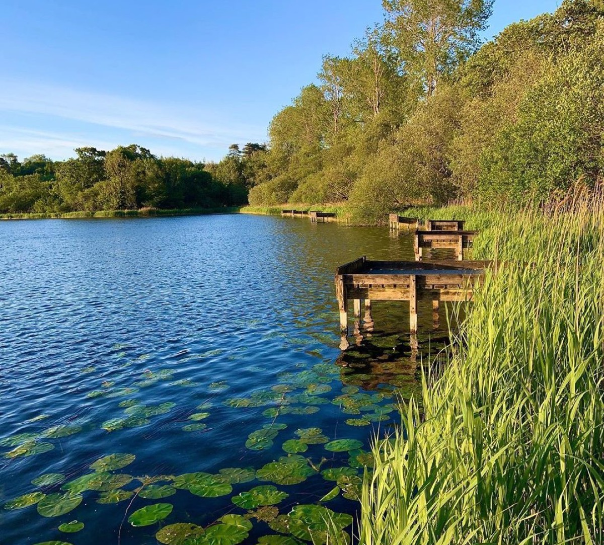 Loughgall lake with wooden fishing stands along the reeded shore, water lilies on the water and woodland behind