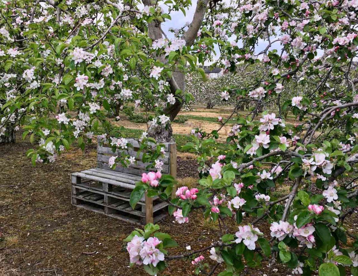 An Armagh apple orchard in blossom with a simple bench beneath the pink-and-white flowering trees