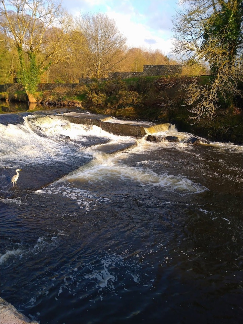 The weir on the Camowen at Lover's Retreat with a heron standing on it and autumn trees along the bank