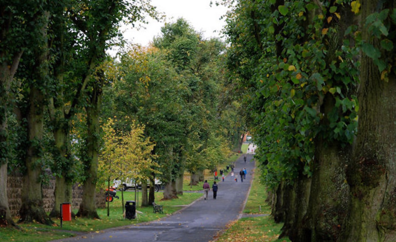 Tree-lined avenue through Lurgan Park