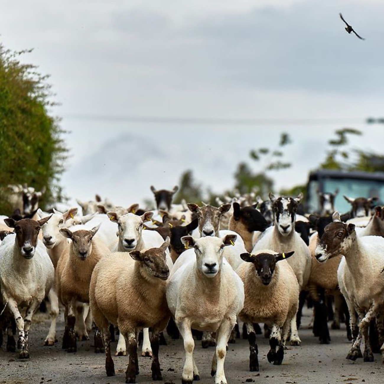 A flock of sheep being driven along a country road
