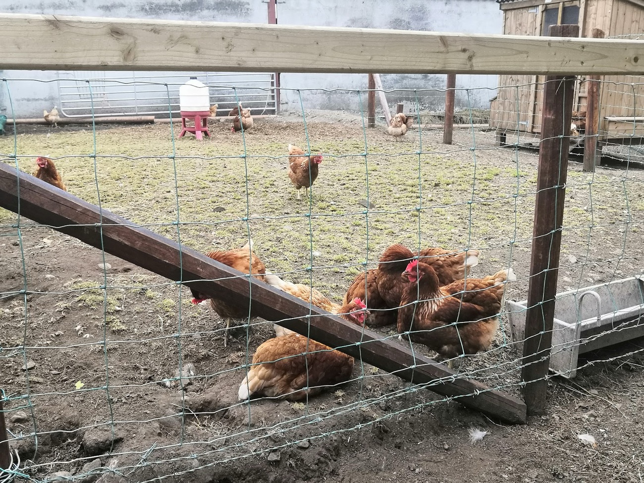 Hens scratching about in a fenced pen at Millview Farm