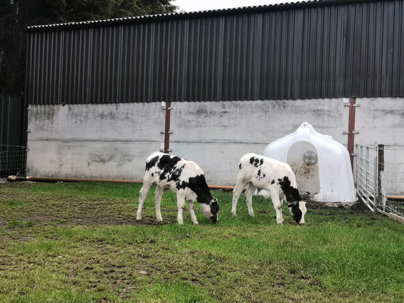 Two black and white calves grazing in a green field beside the farm shed