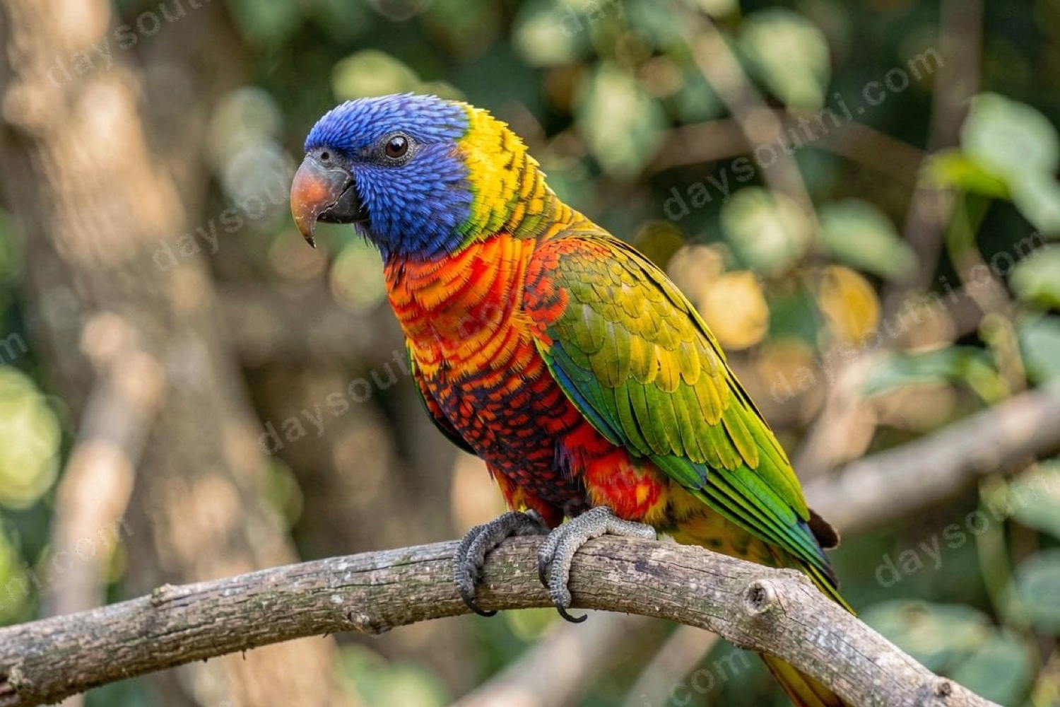 A brightly-coloured rainbow lorikeet perched on a branch, one of the exotic animals at MJS Exotics in Lisburn