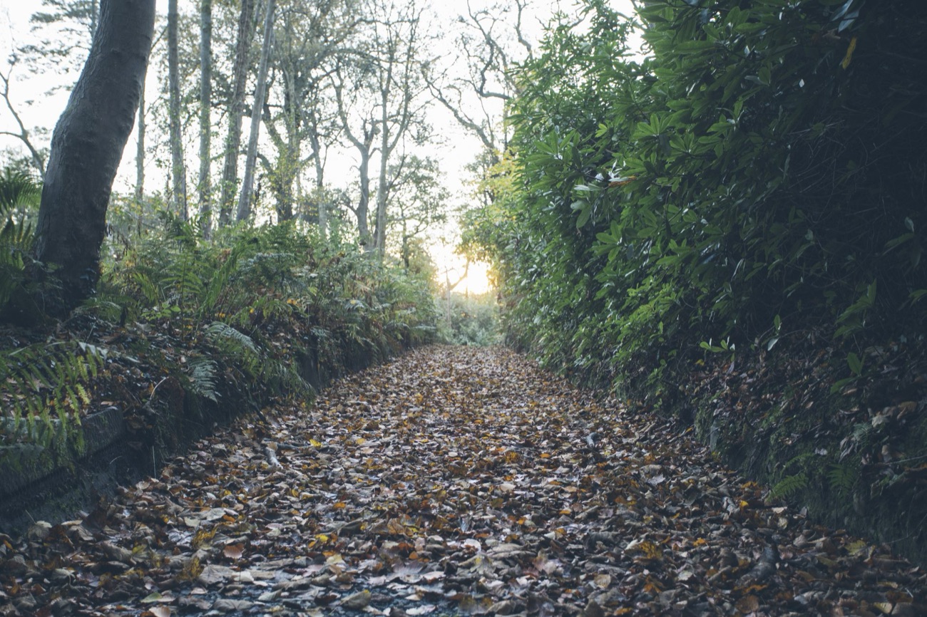 A leaf-strewn woodland trail winding through the trees