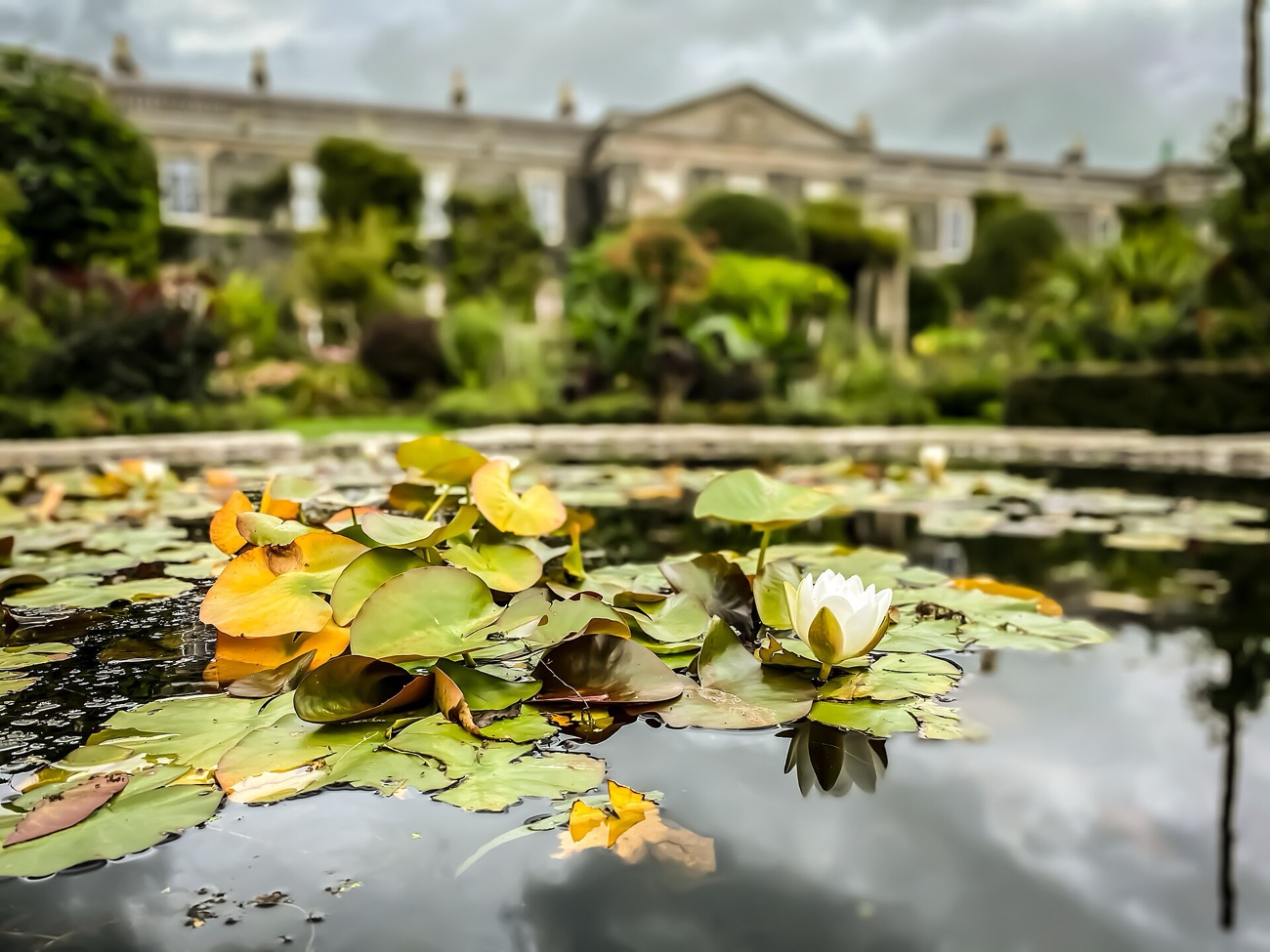 A water lily in flower on the garden pond