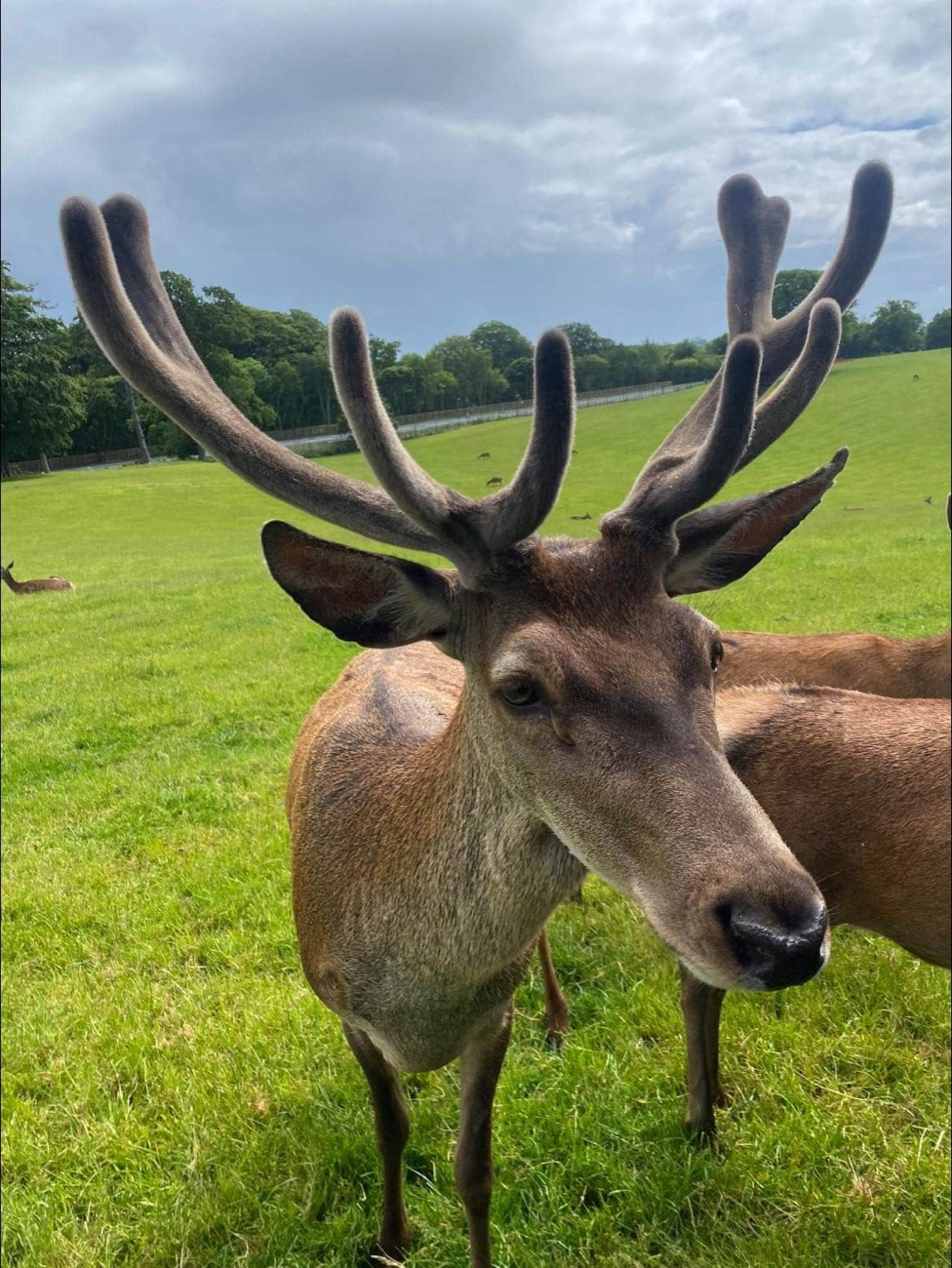 A red deer stag with antlers in velvet standing close in the green deer field