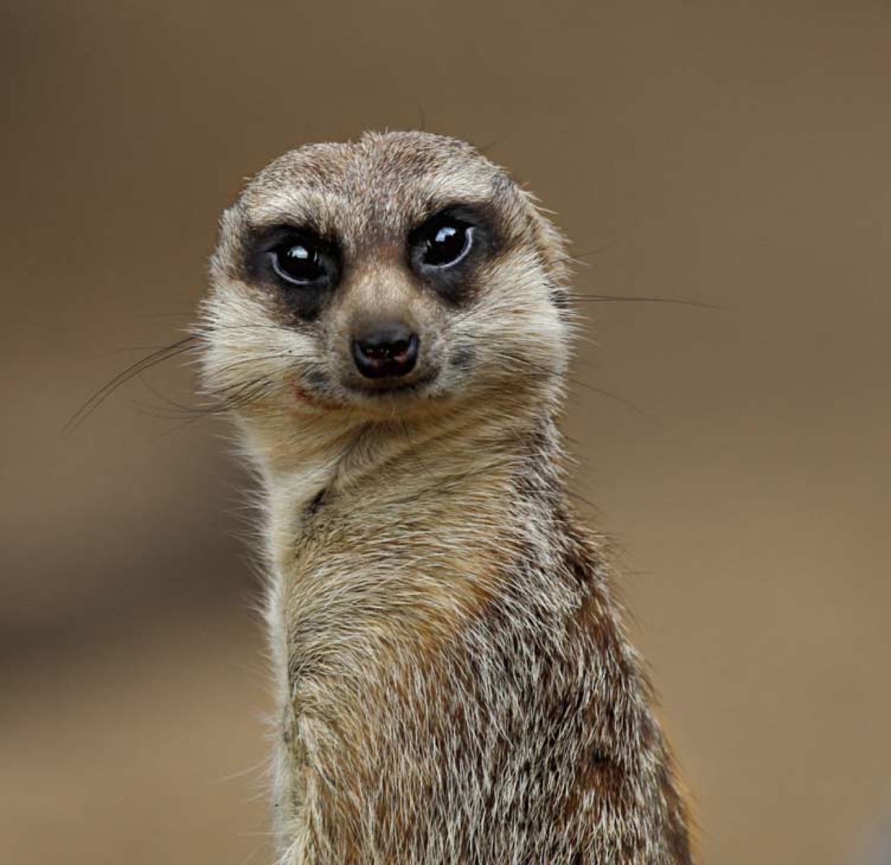 A meerkat standing tall and alert, one of the exotic animals in the petting barn