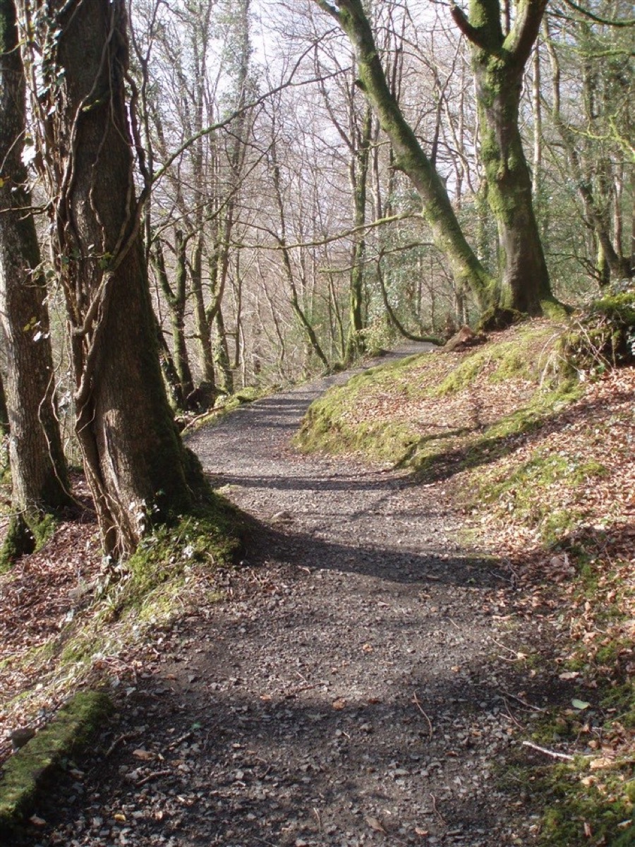 A gravel woodland trail winding through mossy trees at Ness Country Park