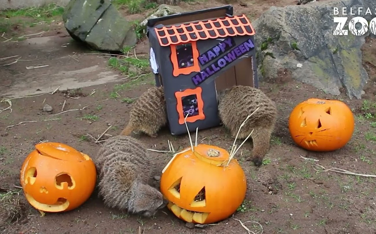 Families in costume among pumpkins at Boo at the Zoo, Belfast Zoo