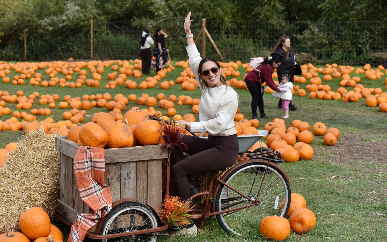 Rows of orange pumpkins in a pick-your-own patch