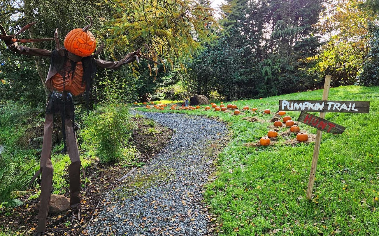 A spooky lantern-lit scare trail through the woods at Ballyburren