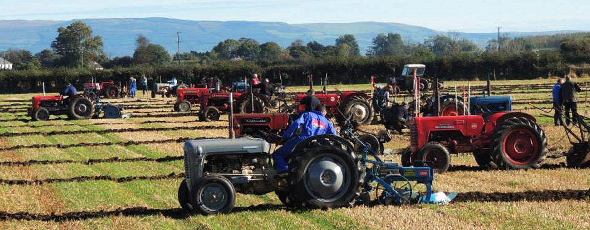 A line of vintage tractors ploughing side by side in a competition field