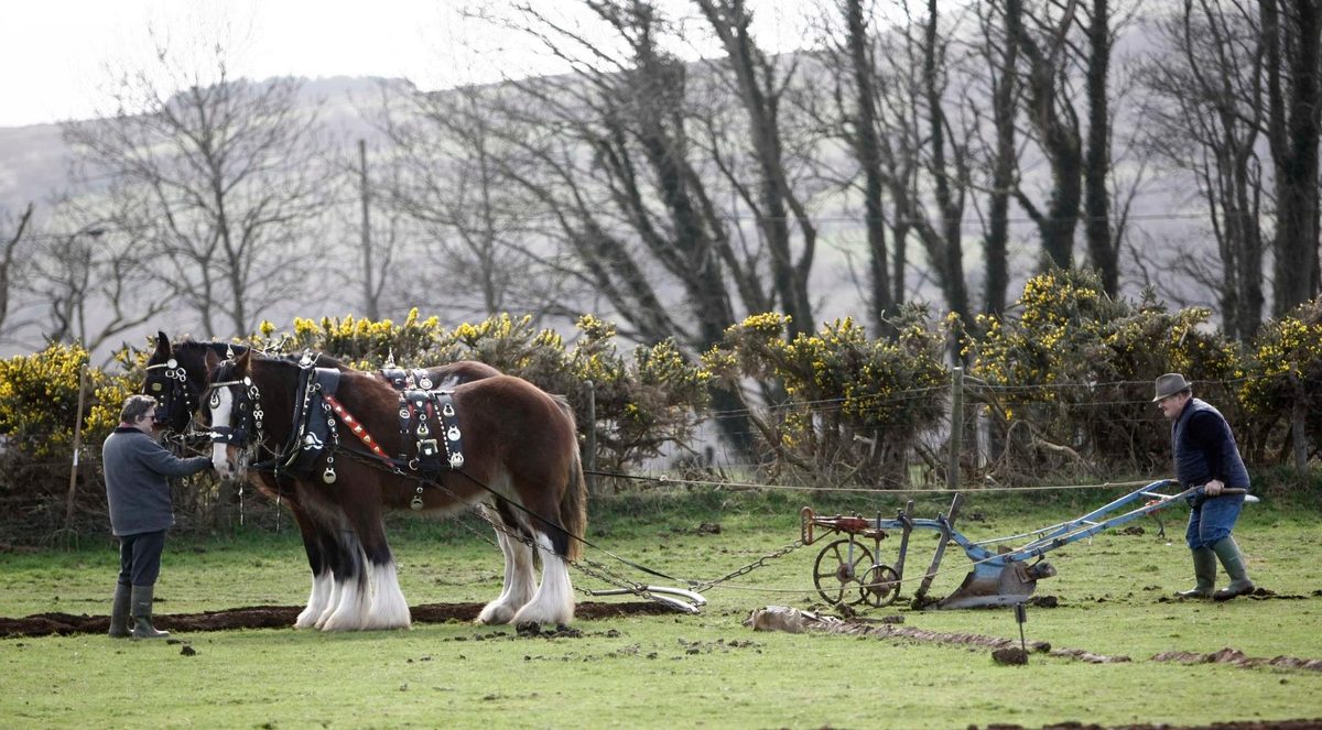 A pair of heavy horses pulling a traditional plough in a horse ploughing class
