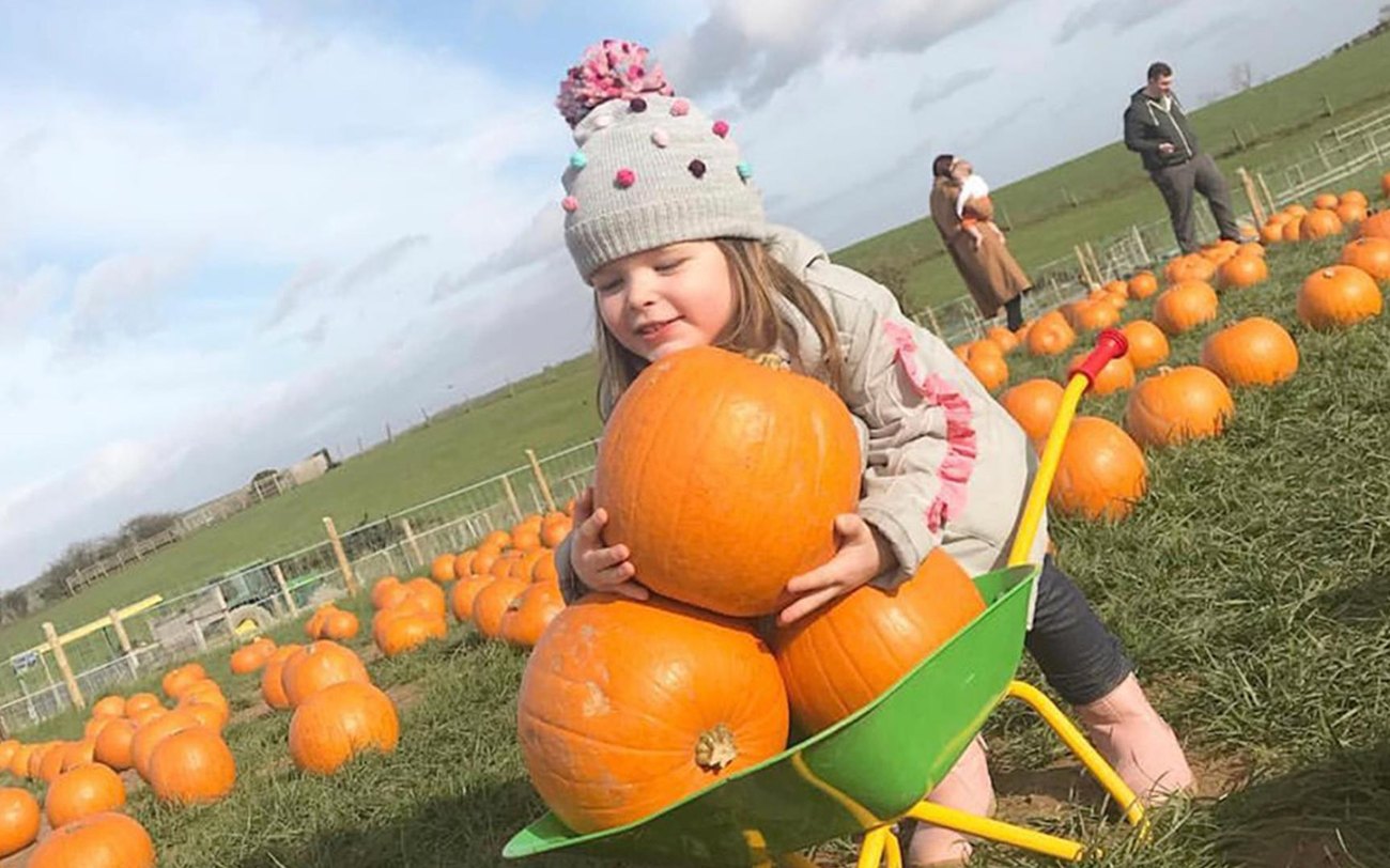 A toddler pushing a mini wheelbarrow of pumpkins at Streamvale Open Farm