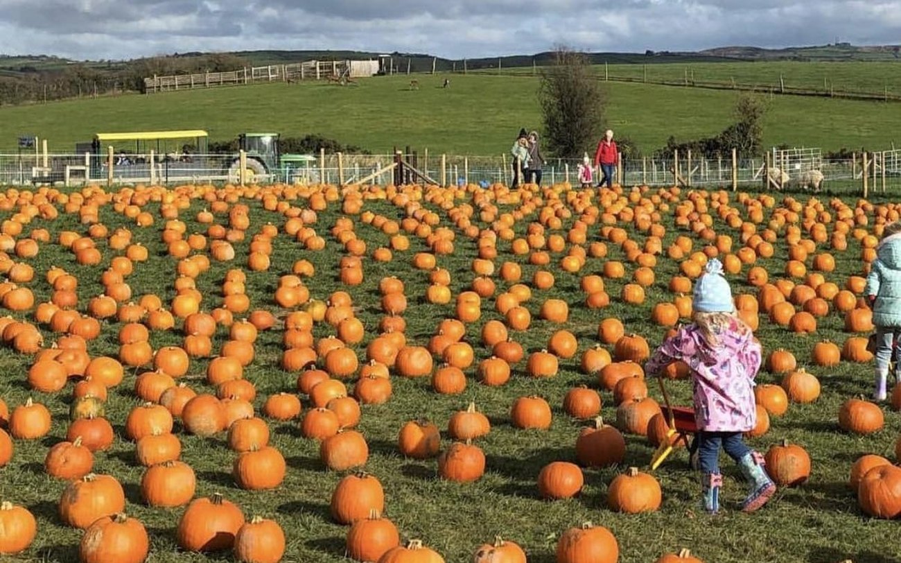 Rows of different coloured pumpkins growing in a field at Fulton's Pumpkin Patch