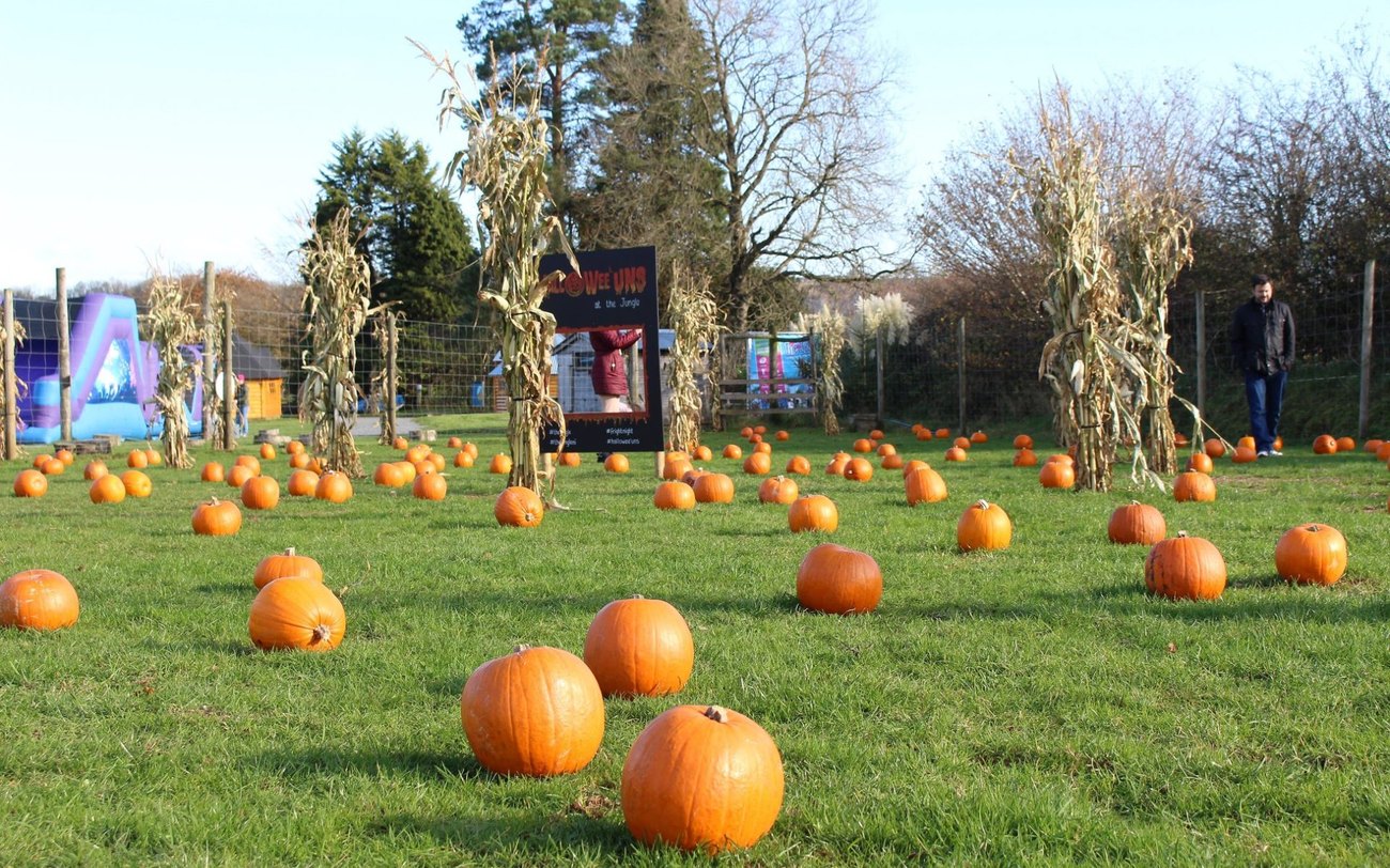 A tractor haycart ride heading to the pumpkin field at The Jungle NI