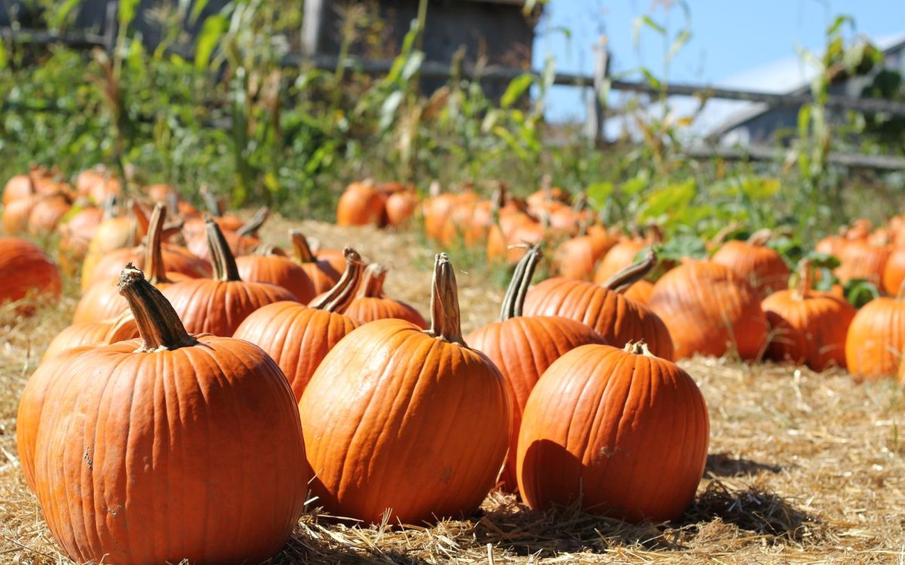 A big display of home-grown pumpkins outside Woodview Garden Centre near Armagh