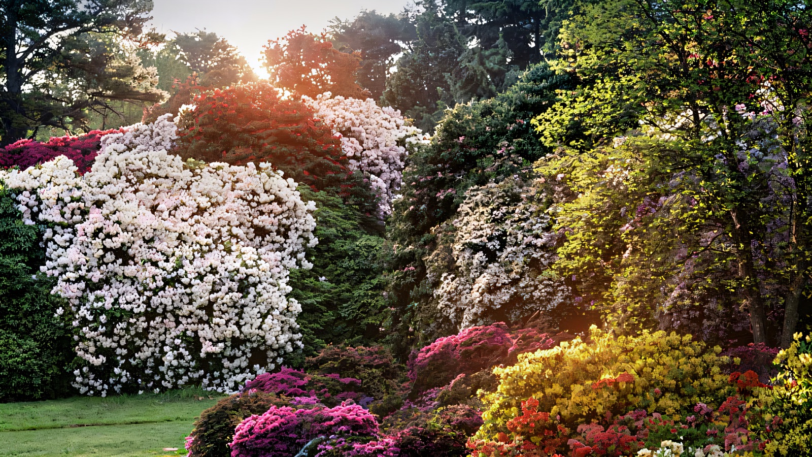Rhododendrons and azaleas in full spring bloom at Rowallane Garden
