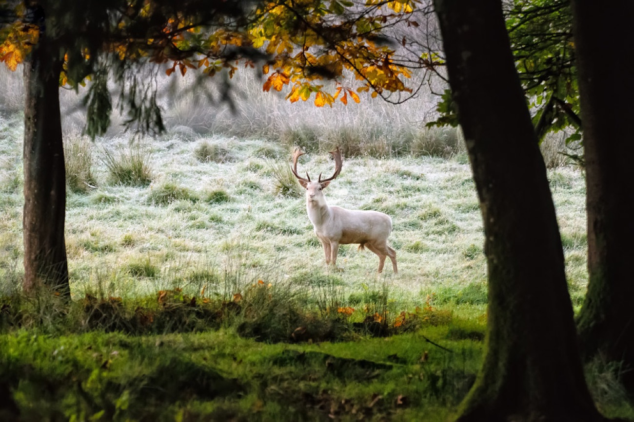 A single white fallow stag with fine antlers standing in a frosty woodland clearing at Parkanaur, framed by autumn trees