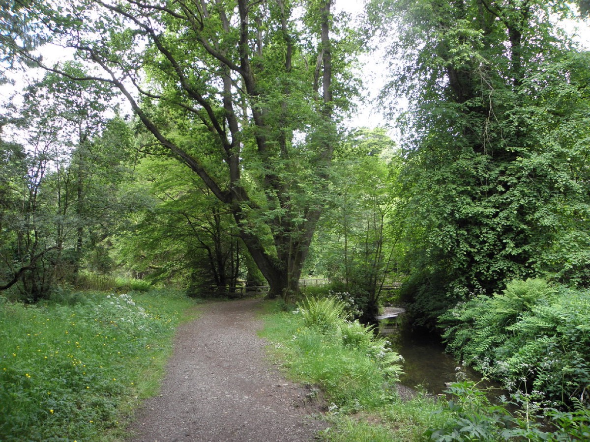 A level surfaced woodland trail at Parkanaur winding past a big mature tree beside a small stream in summer green
