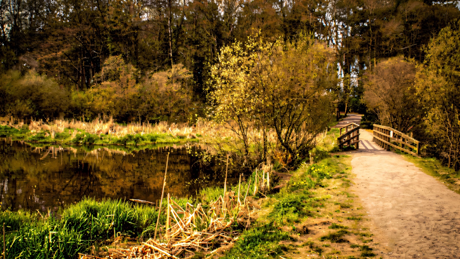 A woodland path beside water at Hillsborough Forest