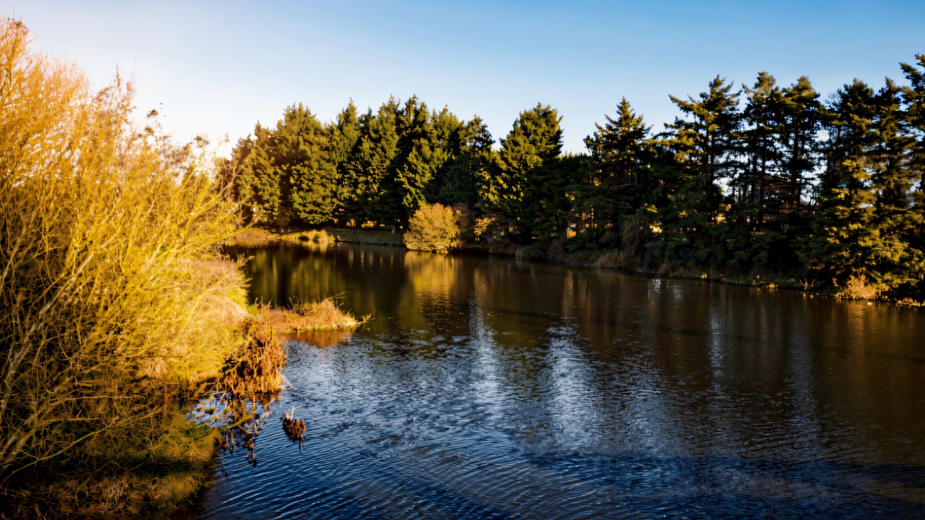 Winter sunshine on a conifer-fringed fishing lake
