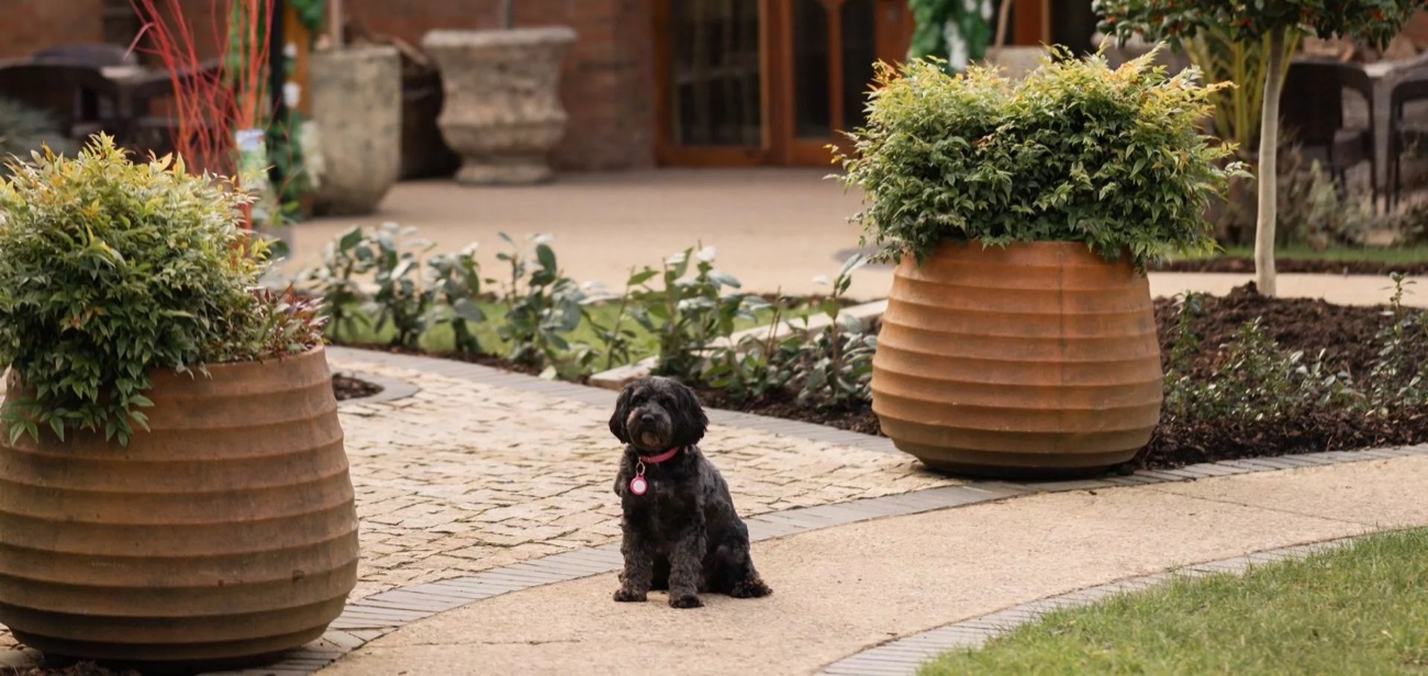 Florence, the hotel dog, sitting in the planted courtyard garden.