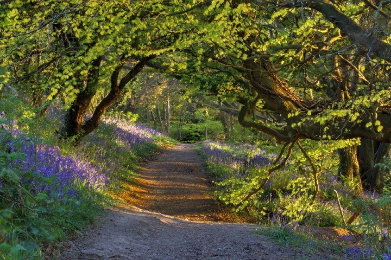 A woodland path at Redburn winding beneath arching trees, edged with bluebells in evening light