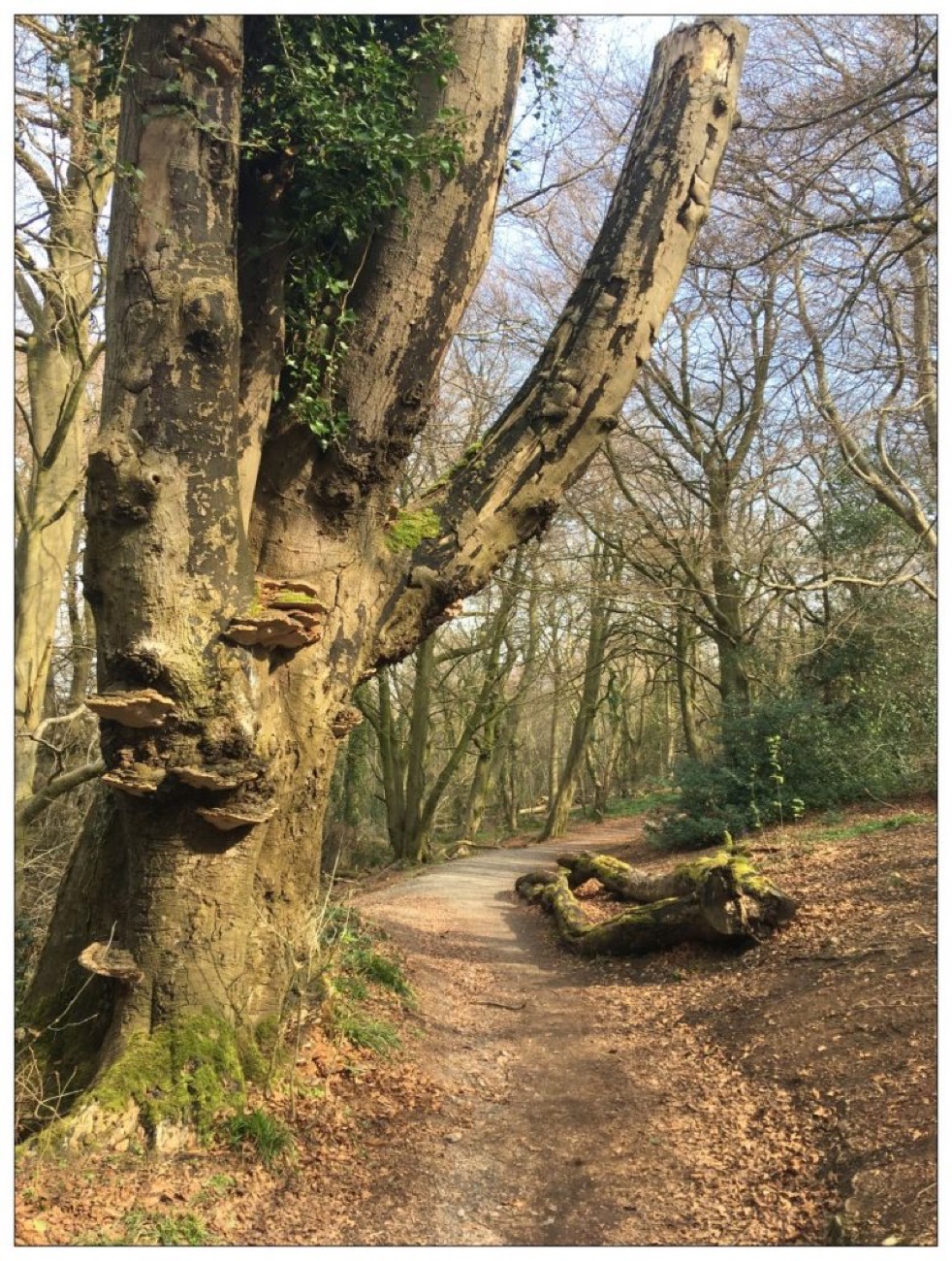 A quiet earthen trail through the mature woodland at Redburn, old moss-covered trees leaning over the path