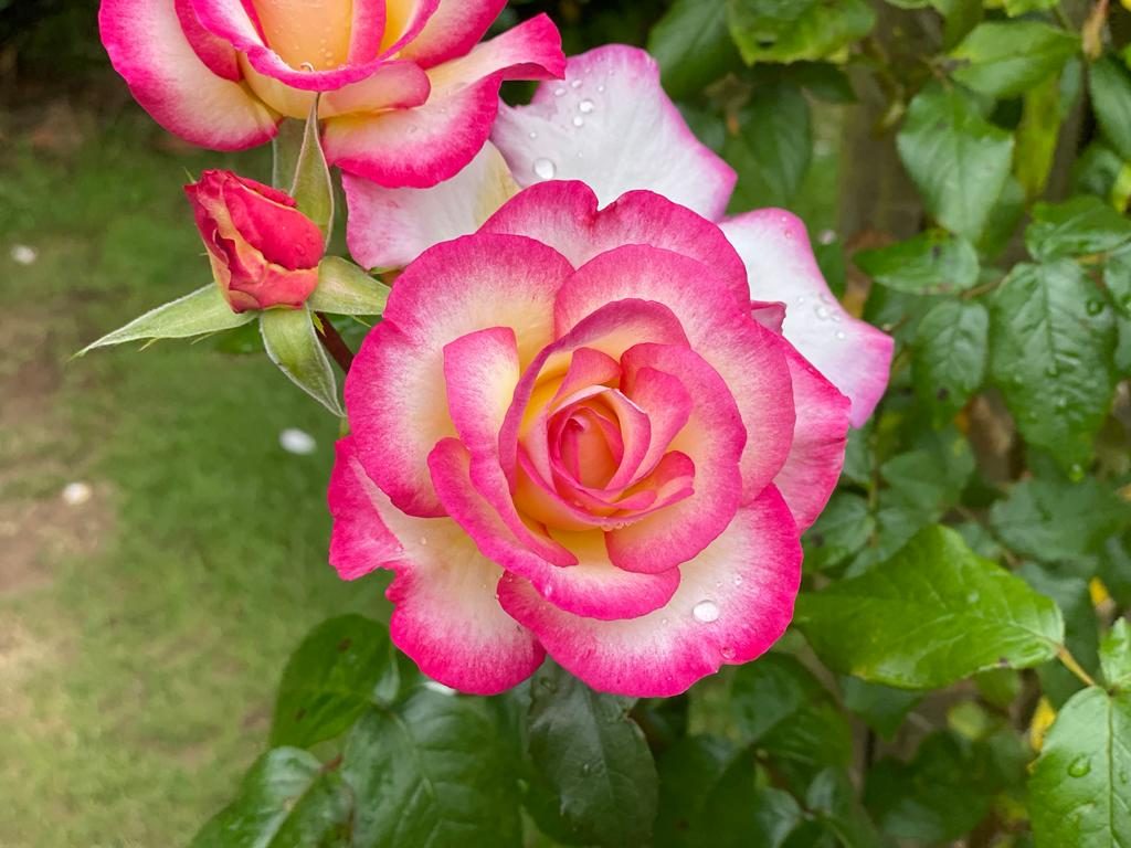 A close-up of a pink and white rose in full bloom