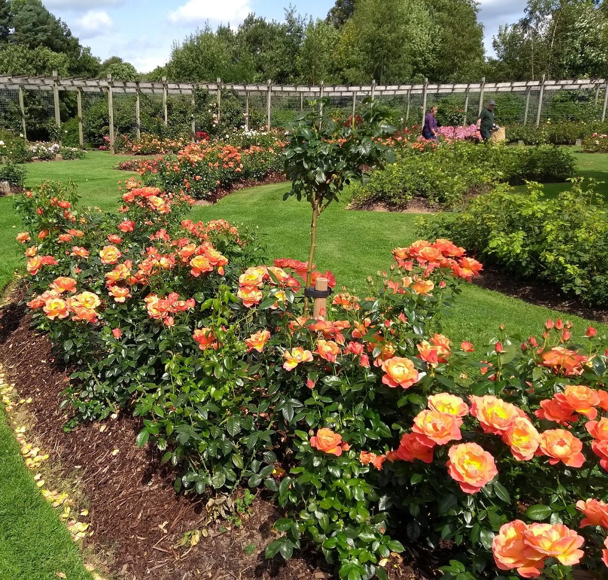 Beds of coral roses along a pergola walk in the rose garden