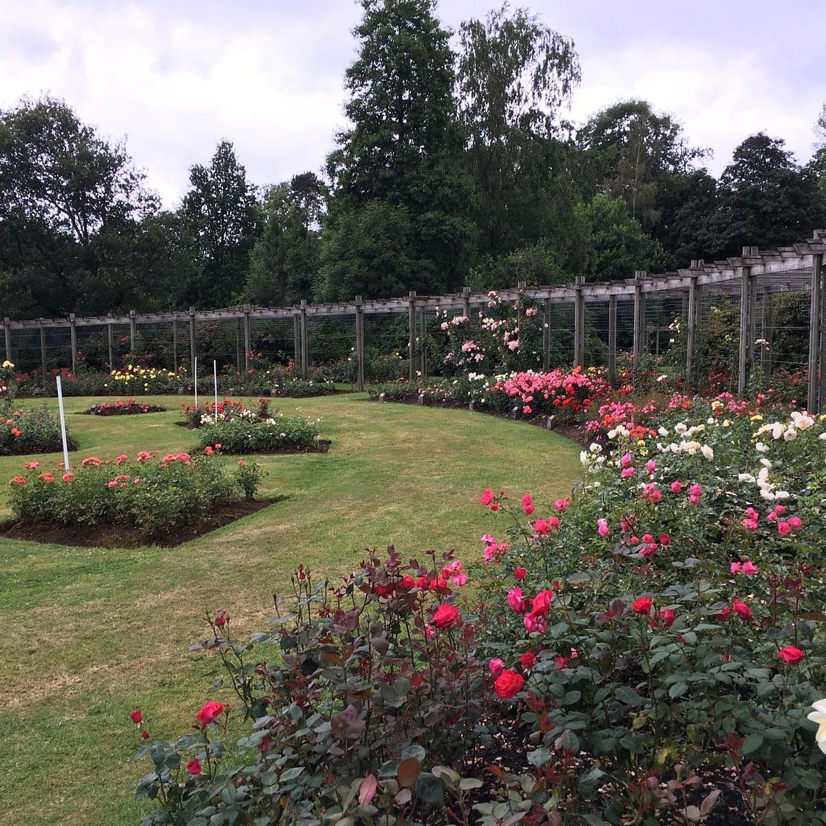 Beds of roses in full bloom in the International Rose Garden at Sir Thomas and Lady Dixon Park, Belfast