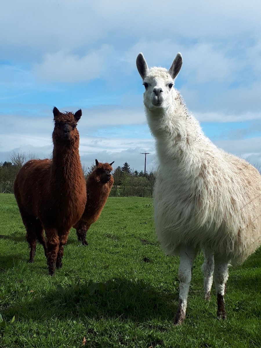 Alpacas and a llama in the field