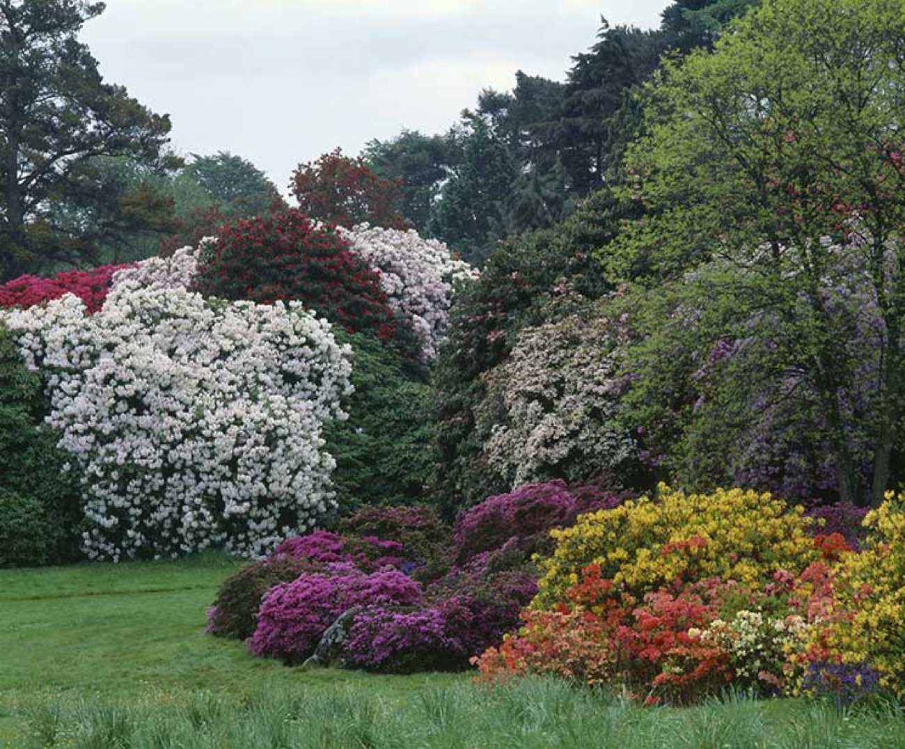 Rhododendrons and azaleas in full spring colour at Rowallane