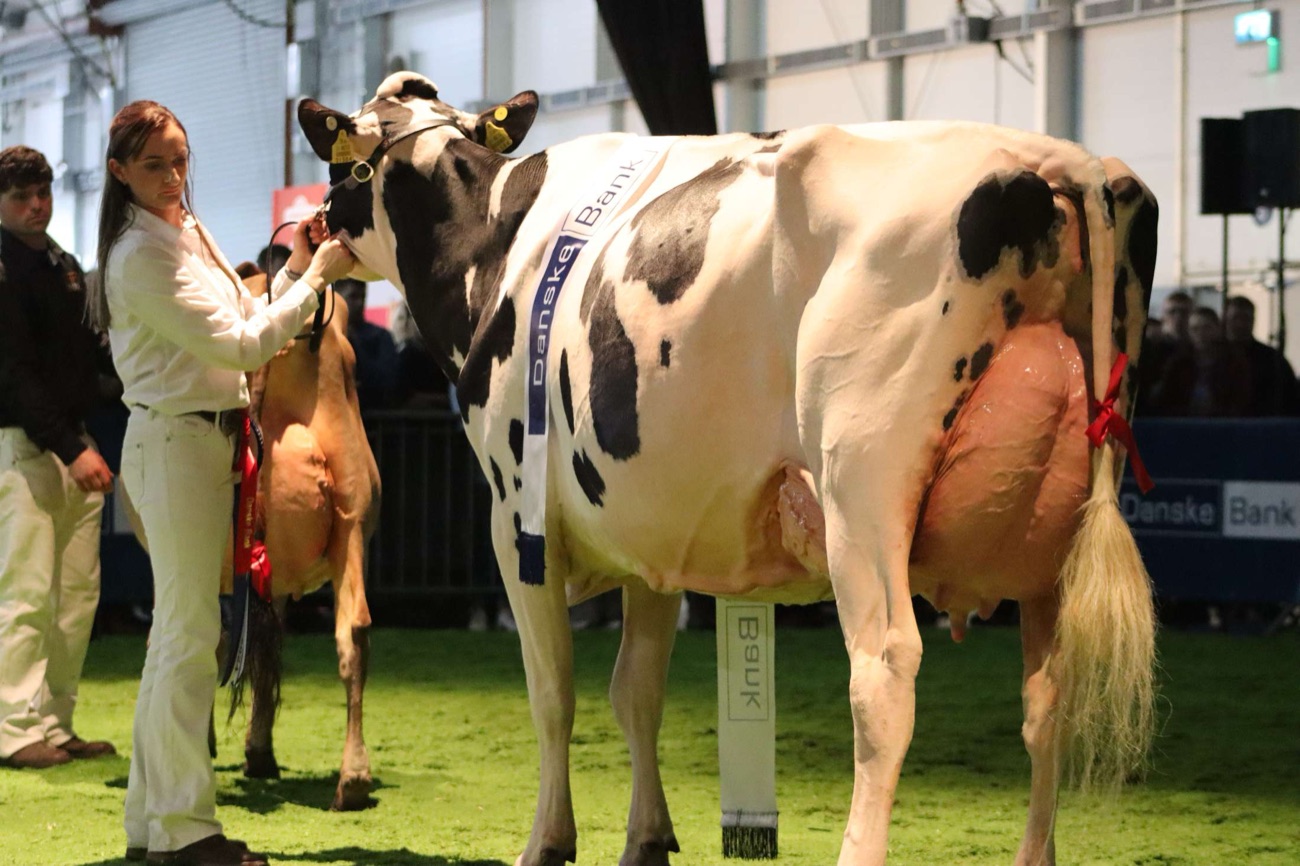 A champion Holstein dairy cow with a sash being shown in the ring at the Royal Ulster Winter Fair