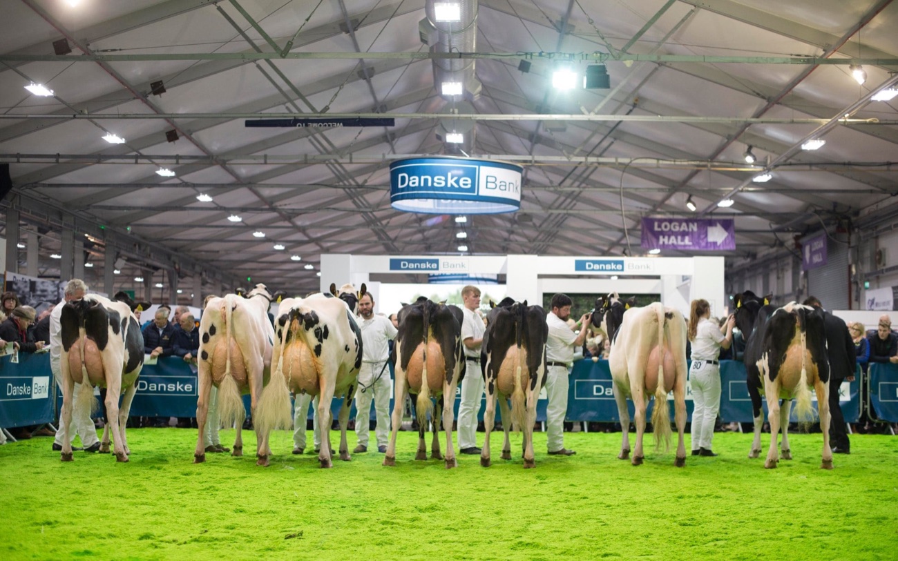 A line-up of dairy cows being judged in the showing ring at the Royal Ulster Winter Fair