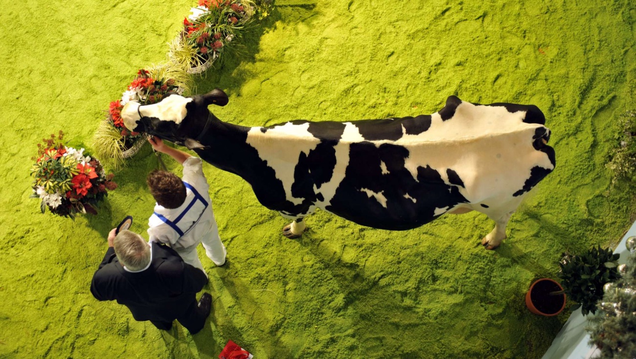 A dairy cow being led around the green showing ring, seen from above, at the Royal Ulster Winter Fair