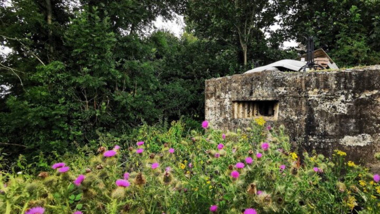 A Second World War concrete pillbox half-hidden in wildflowers beside the canal