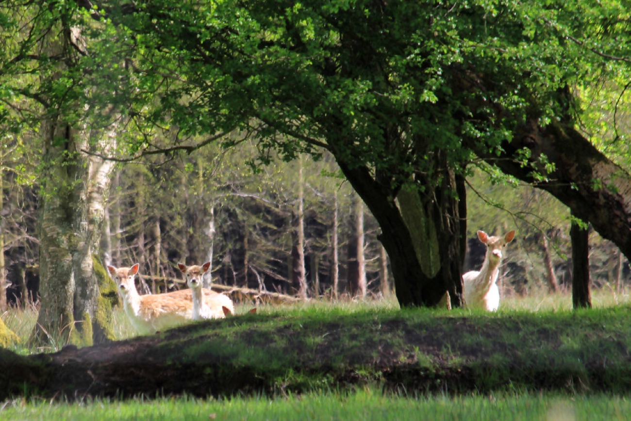 Fallow deer among the trees in the estate's ancient woodland