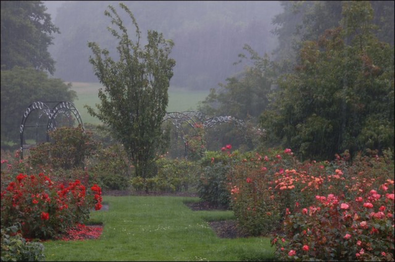 Rose beds in bloom at the Dixon Park rose garden