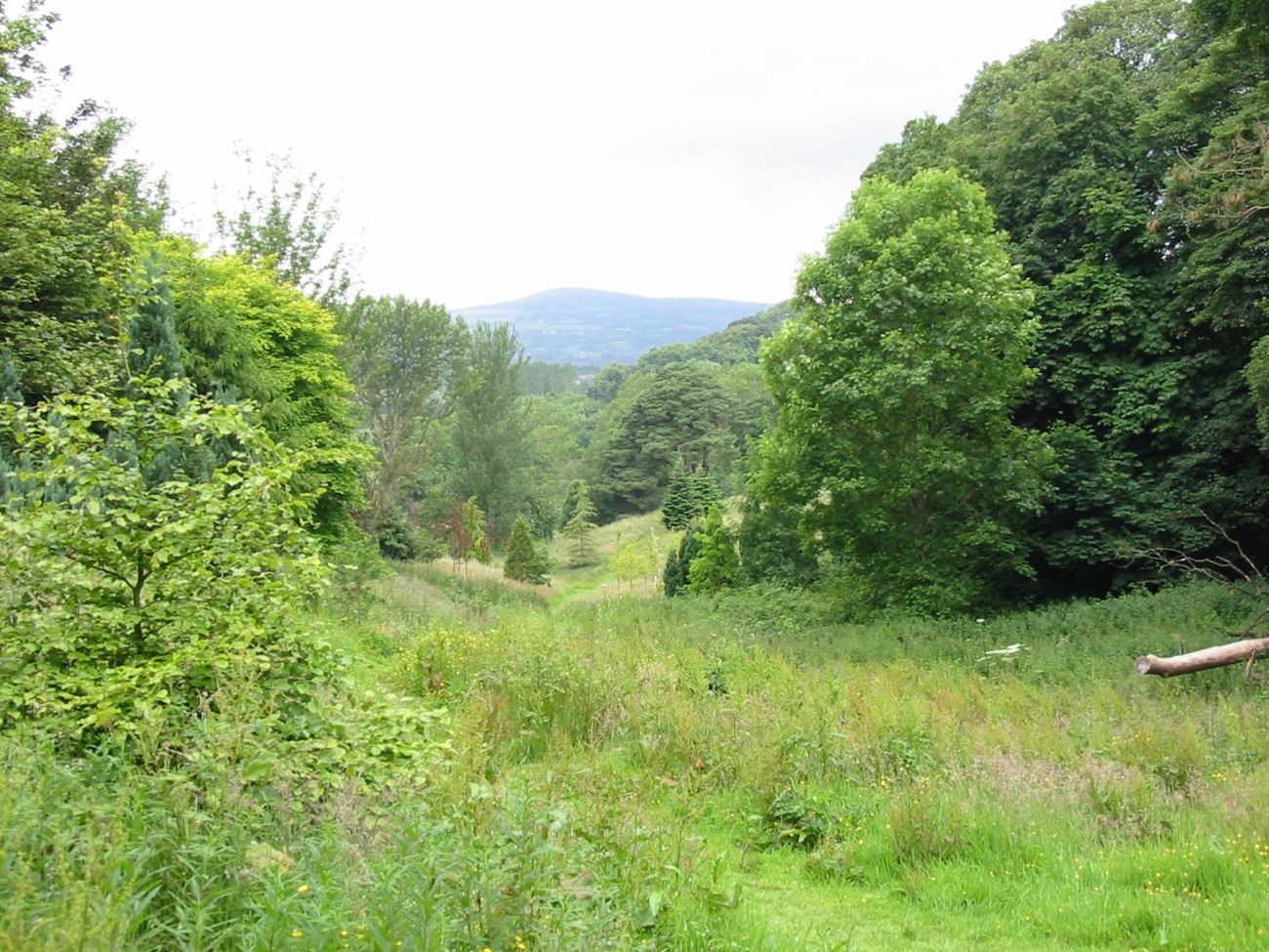 Rolling meadow and woodland at Dixon Park with hills in the distance