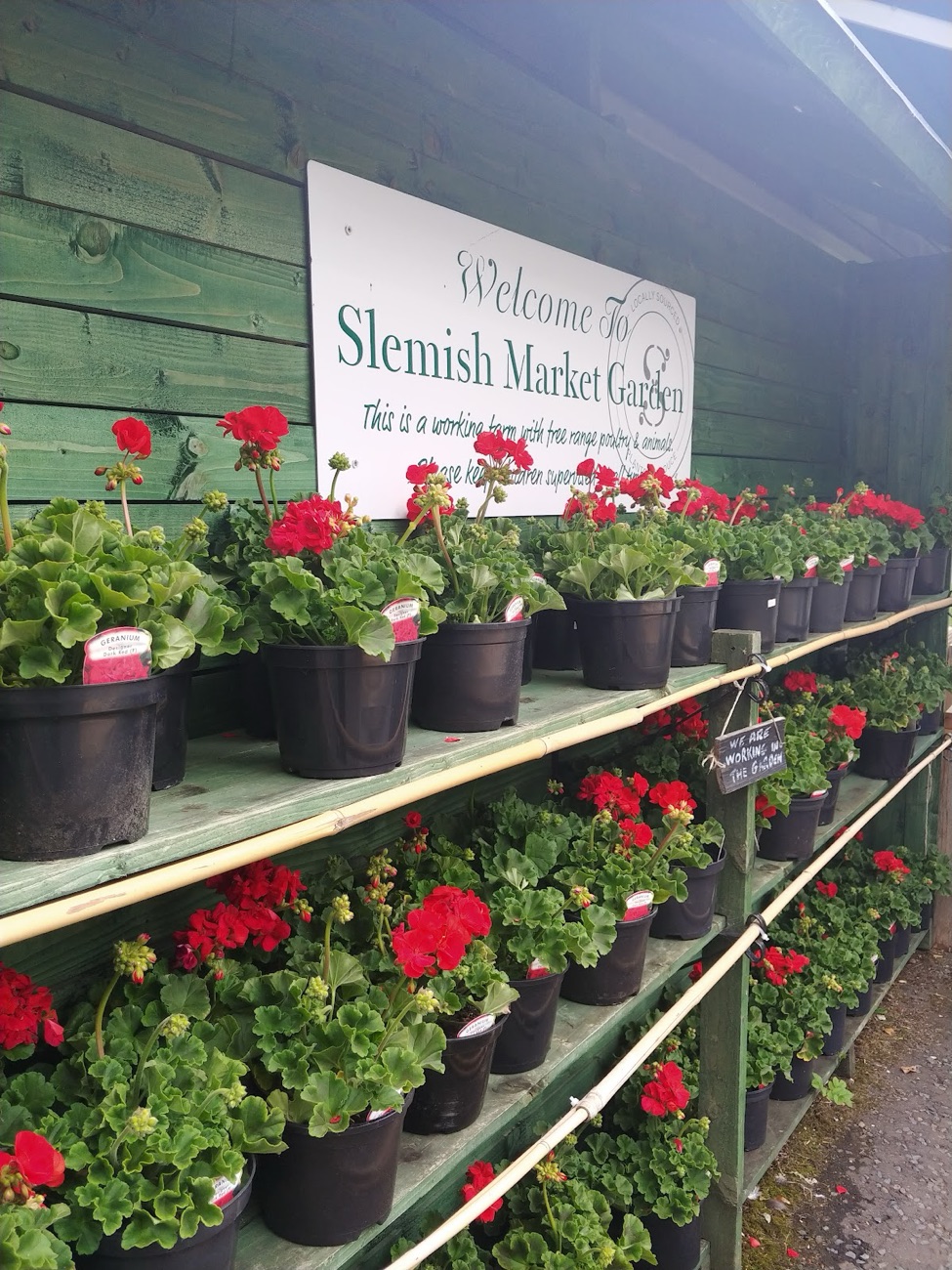 Shelves of red geraniums under the Welcome To Slemish Market Garden sign