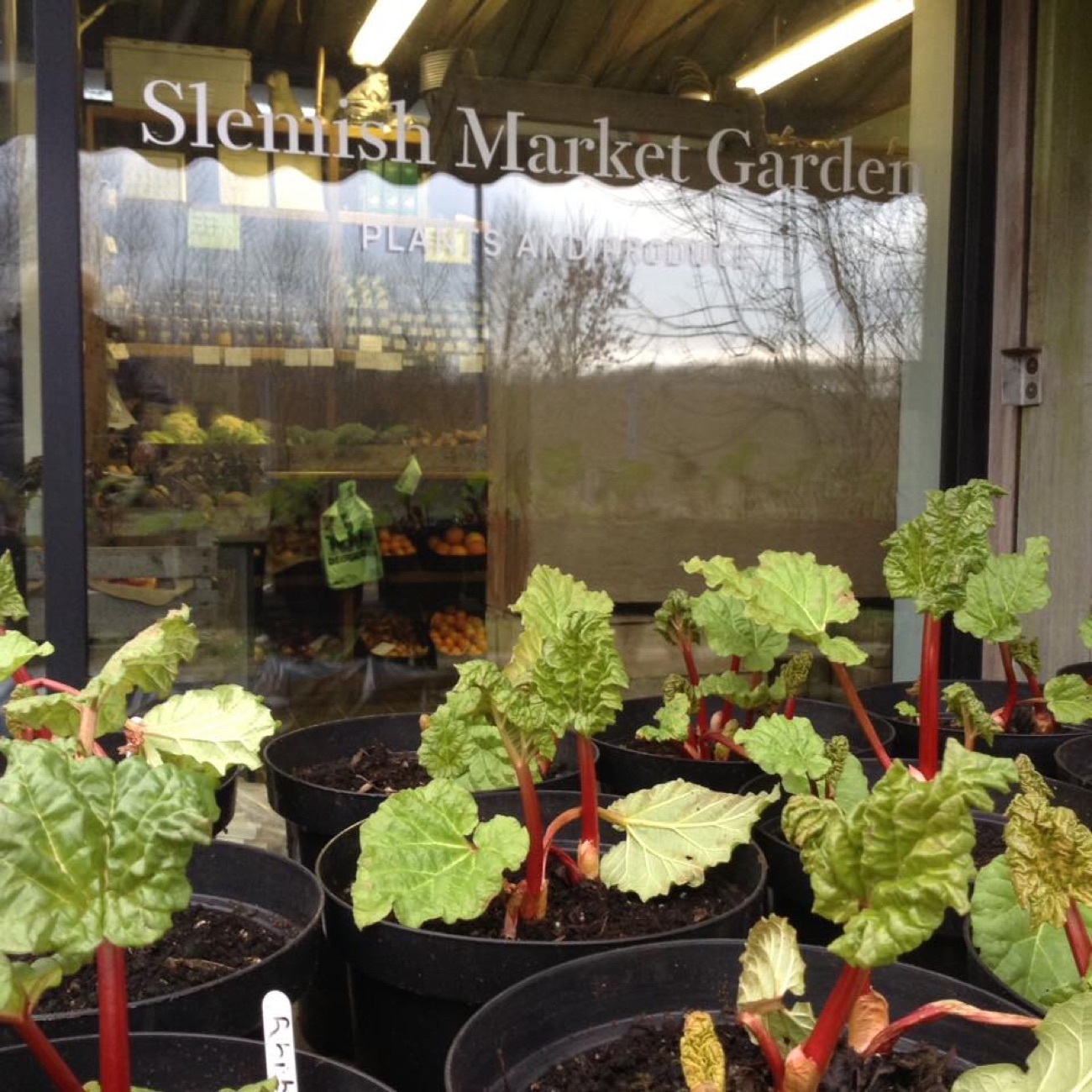 Potted rhubarb plants for sale in front of the Slemish Market Garden window sign
