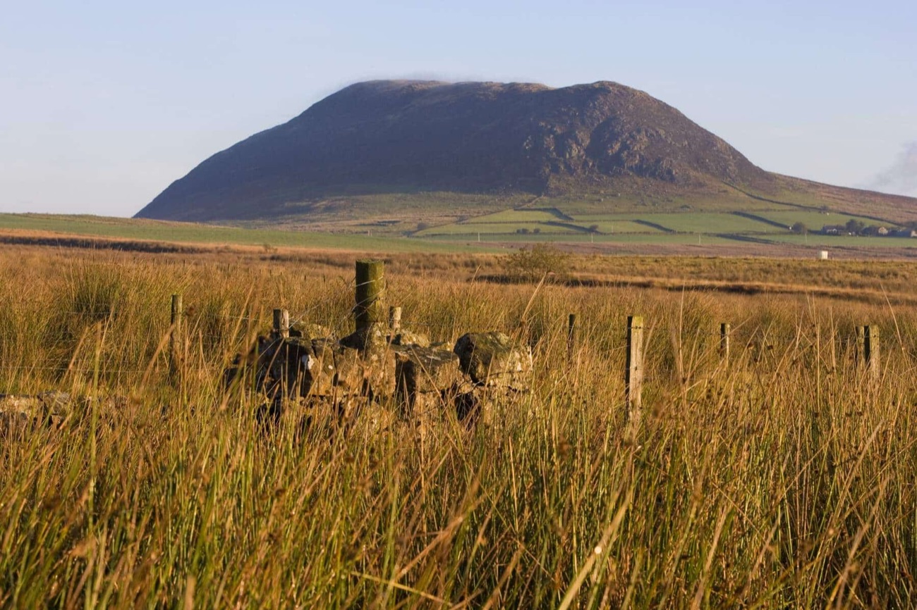 Slemish behind golden grasses and an old ruined stump in warm evening light