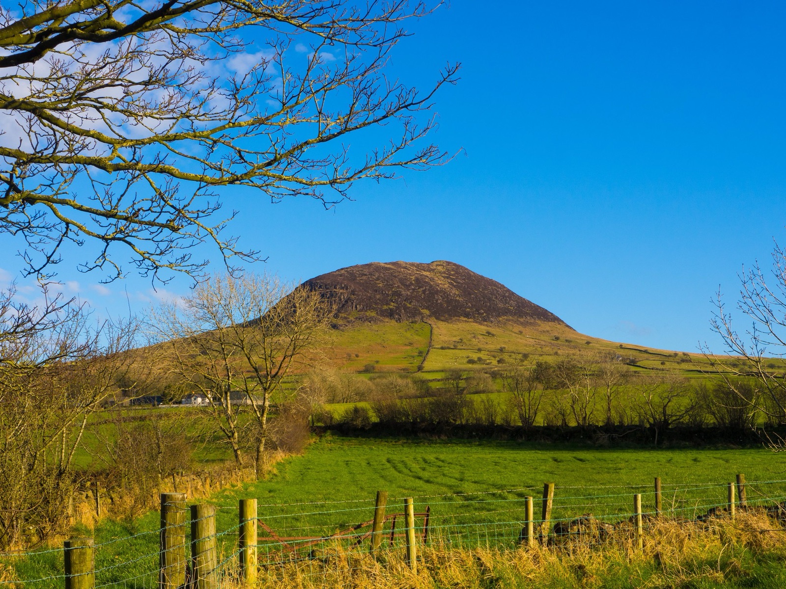 The domed volcanic hill of Slemish rising over green fields, framed by a bare tree under a blue sky